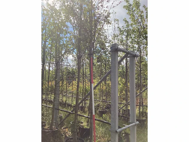 Rode kerspruim - laanboom - afbeelding 1 van  2
