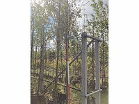 Rode kerspruim - laanboom - afbeelding 1 van  2