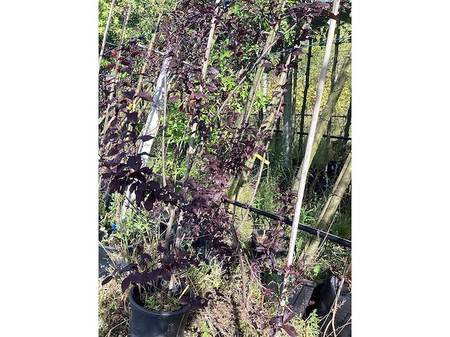 Rode kerspruim - meerstammige boom - afbeelding 3 van  3