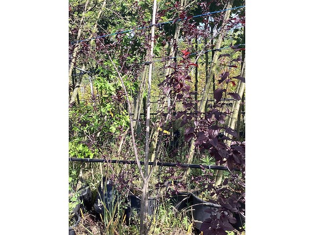 Rode kerspruim - meerstammige boom - afbeelding 2 van  3