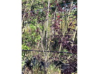 Rode kerspruim - meerstammige boom - afbeelding 2 van  3
