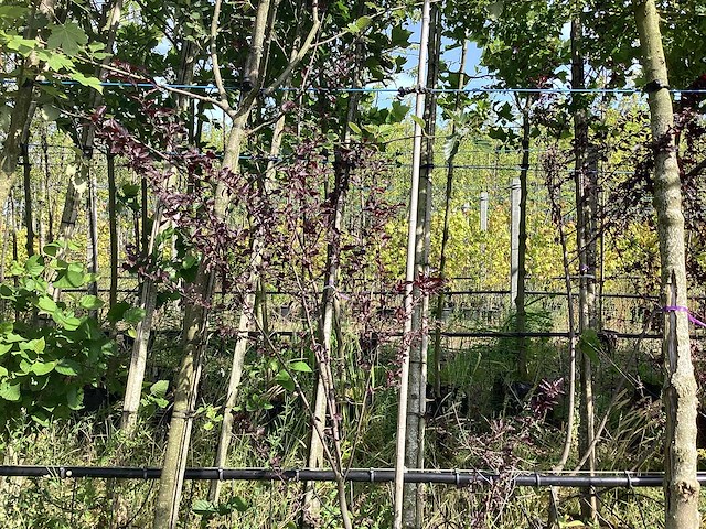 Rode kerspruim - meerstammige boom - afbeelding 2 van  2