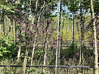 Rode kerspruim - meerstammige boom - afbeelding 2 van  2