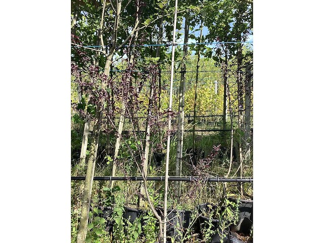 Rode kerspruim - meerstammige boom - afbeelding 1 van  2