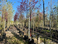 Rode kerspruim - ornamental tree - afbeelding 1 van  3