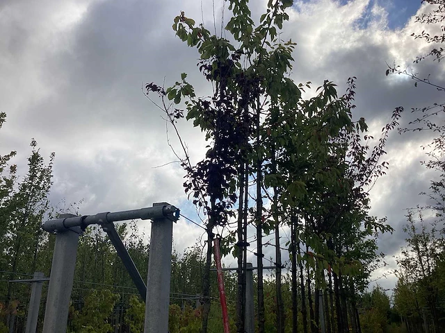 Rode kerspruim - sierboom - afbeelding 2 van  2