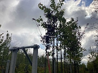 Rode kerspruim - sierboom
