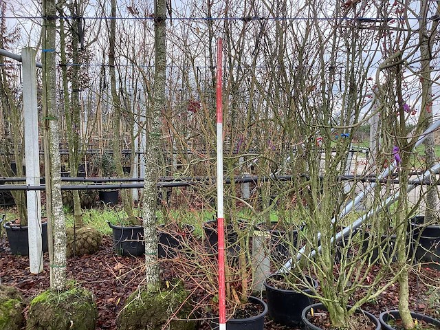 Rode kornoelje - meerstammige boom - afbeelding 1 van  3