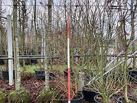 Rode kornoelje - meerstammige boom - afbeelding 1 van  3