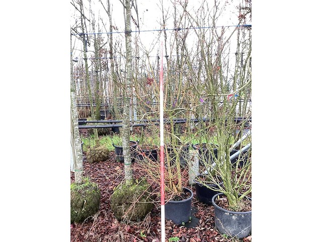 Rode kornoelje - meerstammige boom - afbeelding 2 van  3