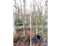 Rode kornoelje - meerstammige boom - afbeelding 2 van  3