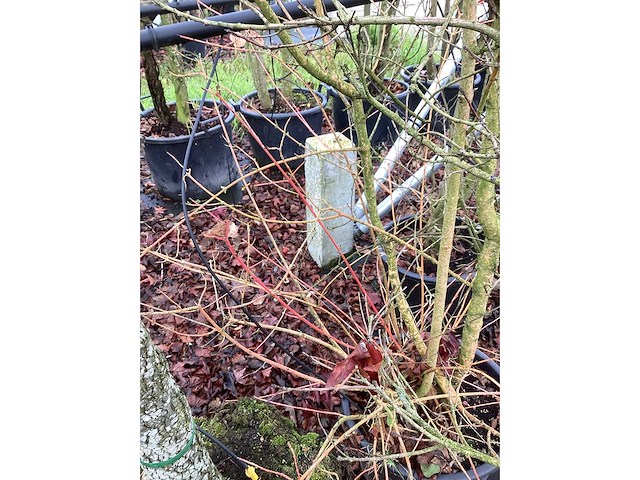 Rode kornoelje - meerstammige boom - afbeelding 3 van  3