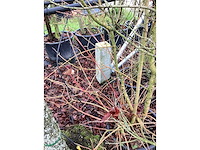 Rode kornoelje - meerstammige boom - afbeelding 3 van  3