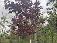 Rode noorse esdoorn - parkboom - afbeelding 1 van  2