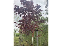 Rode noorse esdoorn - parkboom - afbeelding 2 van  2
