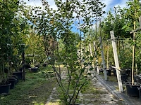 Rode ribes, ribes sanguineum, sierheester, roze bloei, ca. 175-200 cm hoog