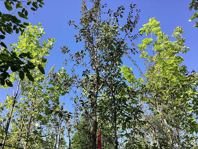 Rode sierappel - laanboom - afbeelding 1 van  3