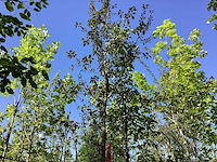 Rode sierappel - laanboom - afbeelding 1 van  3