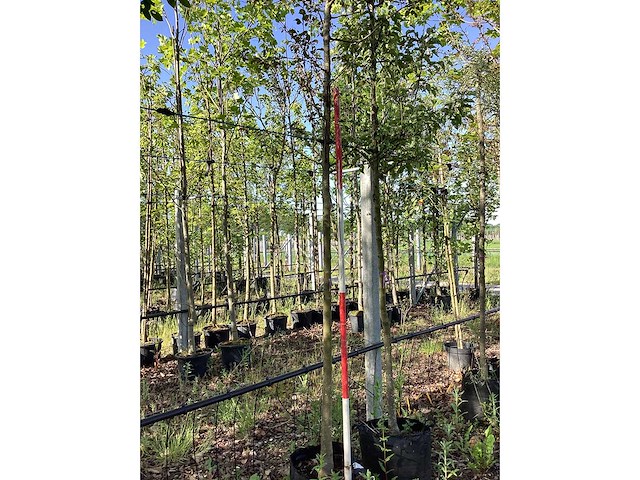 Rode sierappel - laanboom - afbeelding 2 van  3