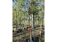 Rode sierappel - laanboom - afbeelding 2 van  3