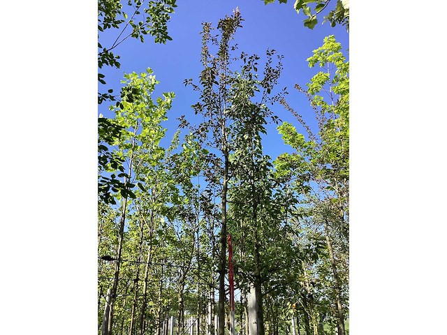 Rode sierappel - laanboom - afbeelding 3 van  3