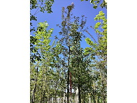 Rode sierappel - laanboom - afbeelding 3 van  3