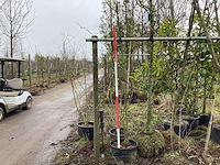 Rode sierappel - meerstammige boom - afbeelding 2 van  2