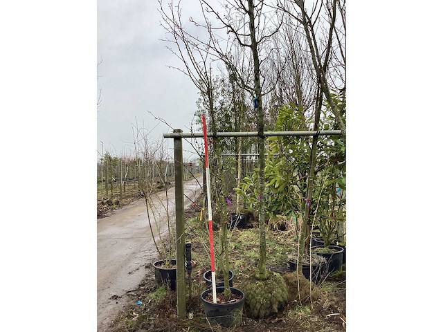 Rode sierappel - meerstammige boom - afbeelding 1 van  2