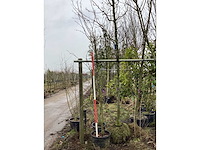 Rode sierappel - meerstammige boom - afbeelding 1 van  2