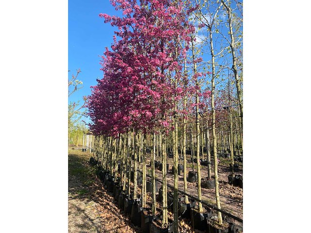 Rode sierappel - ornamental tree - afbeelding 3 van  3