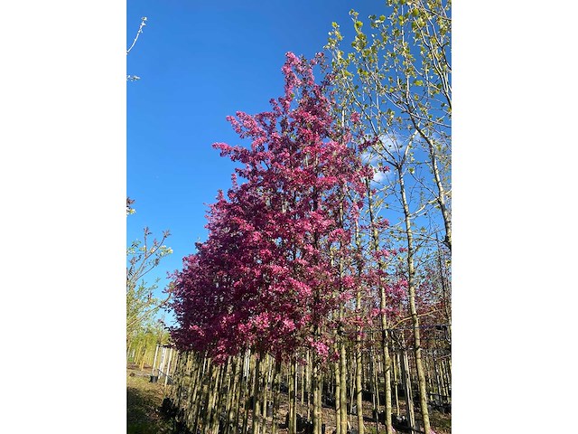 Rode sierappel - park tree - afbeelding 2 van  3