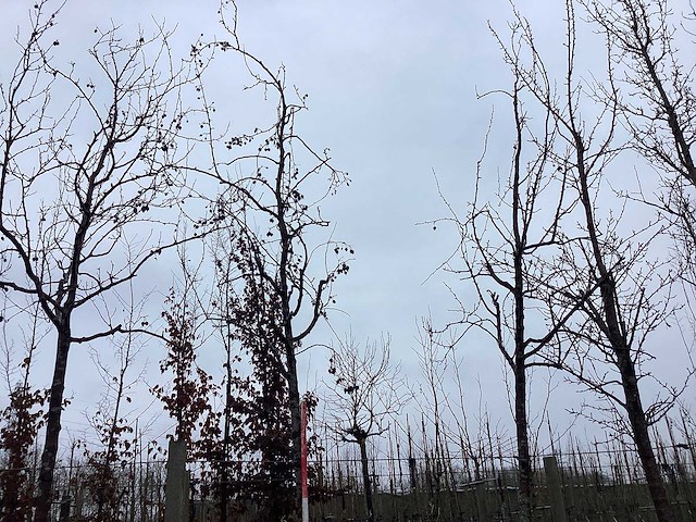 Rode sierappel - sierbomen (2x) - afbeelding 1 van  2