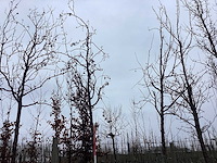 Rode sierappel - sierbomen (2x) - afbeelding 1 van  2