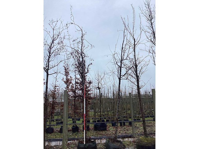 Rode sierappel - sierbomen (2x) - afbeelding 2 van  2