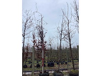 Rode sierappel - sierbomen (2x) - afbeelding 2 van  2