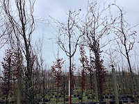 Rode sierappel - sierboom (2x) - afbeelding 1 van  2