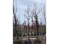 Rode sierappel - sierboom (2x) - afbeelding 2 van  2