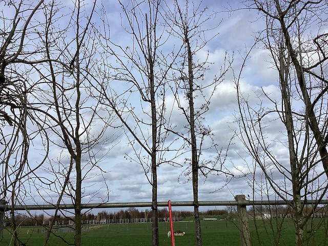 Rode sierappel - sierboom (2x) - afbeelding 1 van  2