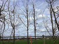 Rode sierappel - sierboom (2x) - afbeelding 1 van  2