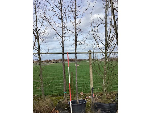 Rode sierappel - sierboom (2x) - afbeelding 2 van  2