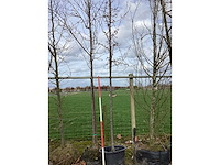 Rode sierappel - sierboom (2x) - afbeelding 2 van  2