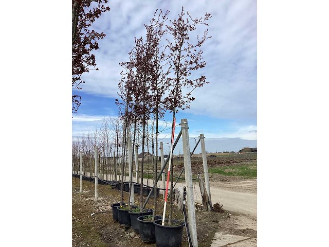 Rode sierappel - sierboom (2x) - afbeelding 2 van  2