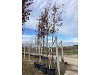 Rode sierappel - sierboom (2x) - afbeelding 2 van  2