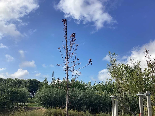 Rode sierappel - sierboom (2x) - afbeelding 1 van  1