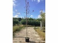 Rode sierappel - sierboom (2x) - afbeelding 2 van  2