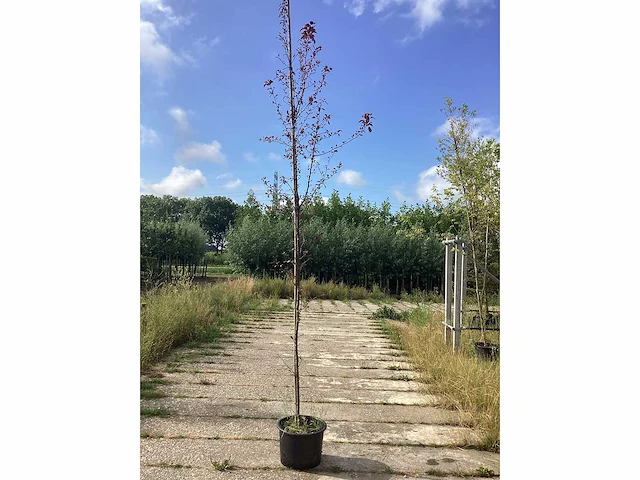 Rode sierappel - sierboom (2x) - afbeelding 1 van  2