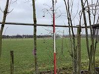 Rode sierappel - sierboom - afbeelding 1 van  2