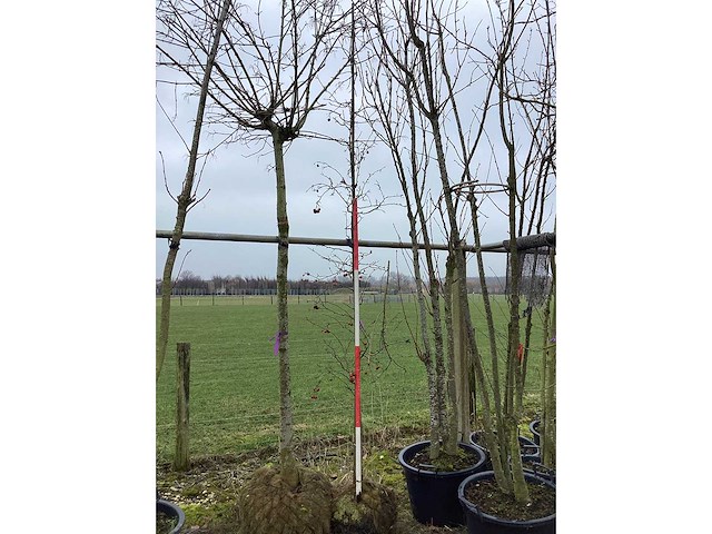 Rode sierappel - sierboom - afbeelding 2 van  2