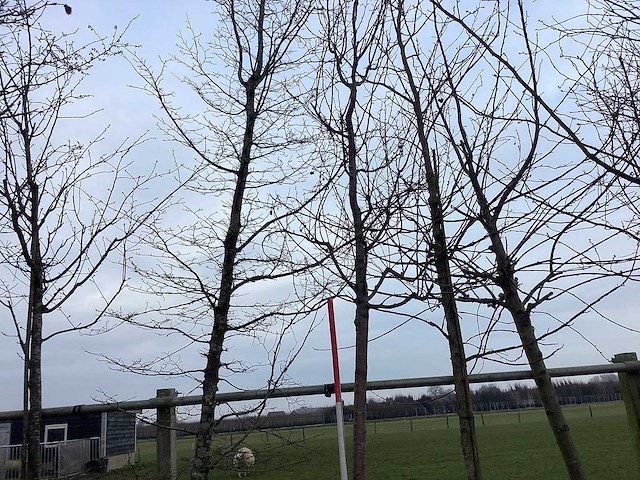 Rode sierappel - sierboom - afbeelding 1 van  2