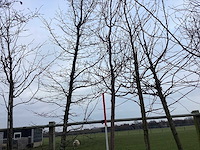 Rode sierappel - sierboom